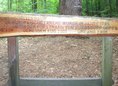Ansicht Gedenktafel Höchster Baum Berlins - 2000