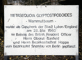 Ansicht Gedenktafel Mammutbaum